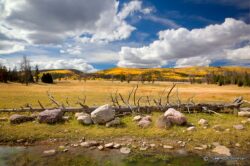 Fallen Tree Yellow Mountains