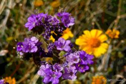 Purple Over Yellow - Valley of Fire SP, NV