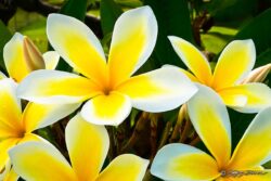 Yellow Plumeria