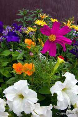 Jackson Lake Lodge Flowers - Teton National Park