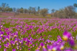 Field of Wildflowers