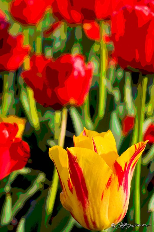 Ukraine Tulips