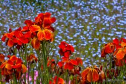 Nature's Color Palette