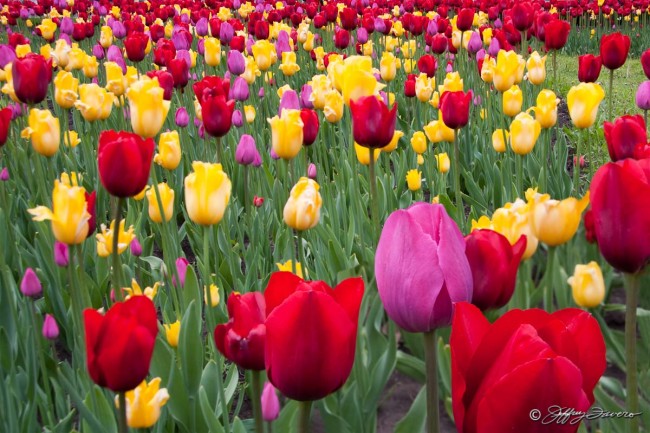 Field of Tulips - Ukraine
