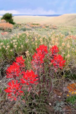 Indian Paintbrush
