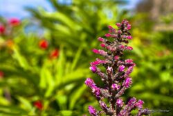 High Mountain Blossom