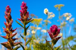 Mountain Wildflowers