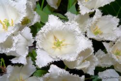 Fringed Tulips