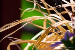 Sunlit Golden Blades