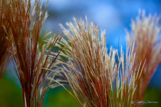 Oriental Grass