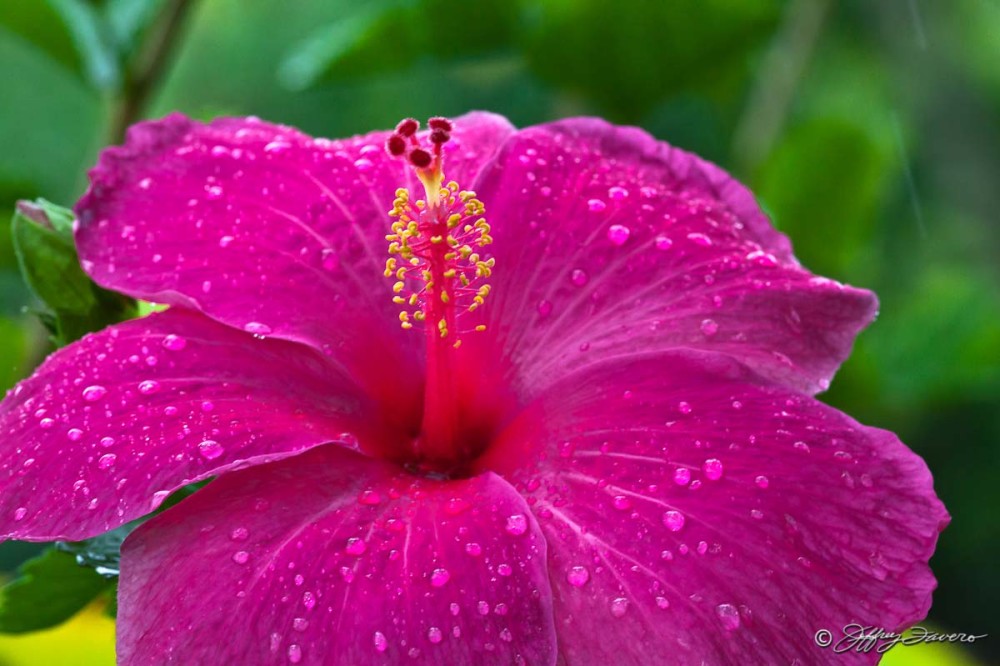 Rain On Hibiscus
