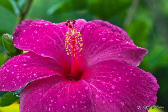 Rain On Hibiscus