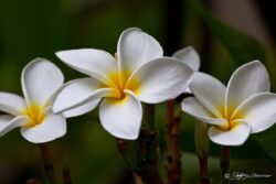 Singapore Plumeria