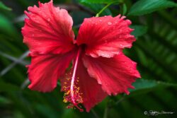 Red Hibiscus