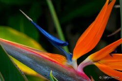 Bird Of Paradise