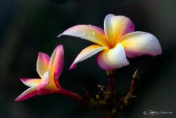 Plumeria - Hauula, Oahu HI