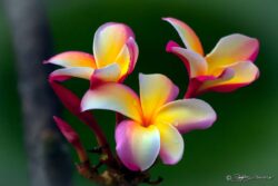 Tri-colored Plumeria - Hauula, Oahu HI