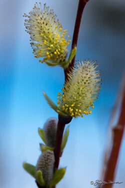 Pussy Willow Buds
