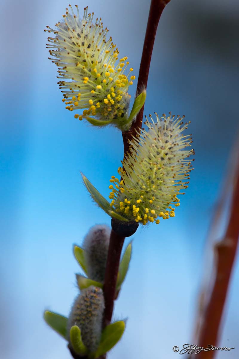 Pussy Willow Buds