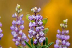 Purple Lupine