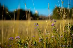 Purple Flower Wheatgrass