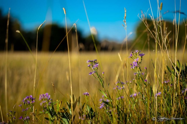 Purple Flower Wheatgrass