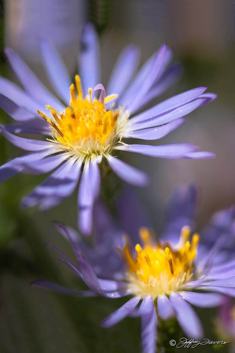 High Desert Purple Wildflower