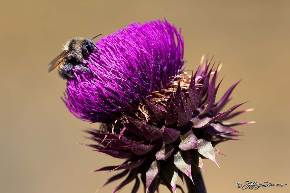 Bee And Thistle