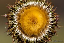 High Desert Wildflower