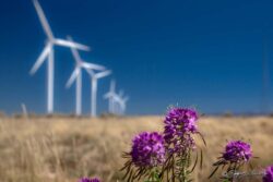 Wildflowers And Wind Turbines