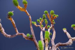 Joshua Tree - Mojave National Preserve