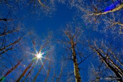Sun Through Quaking Aspens
