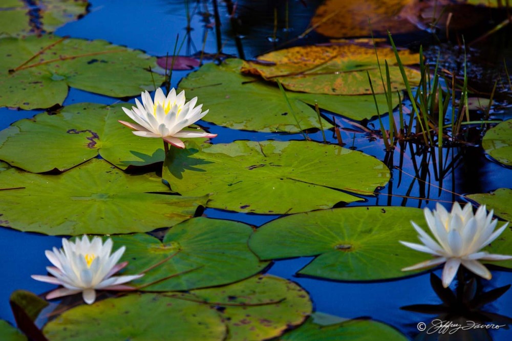 Lily Pad Blossoms