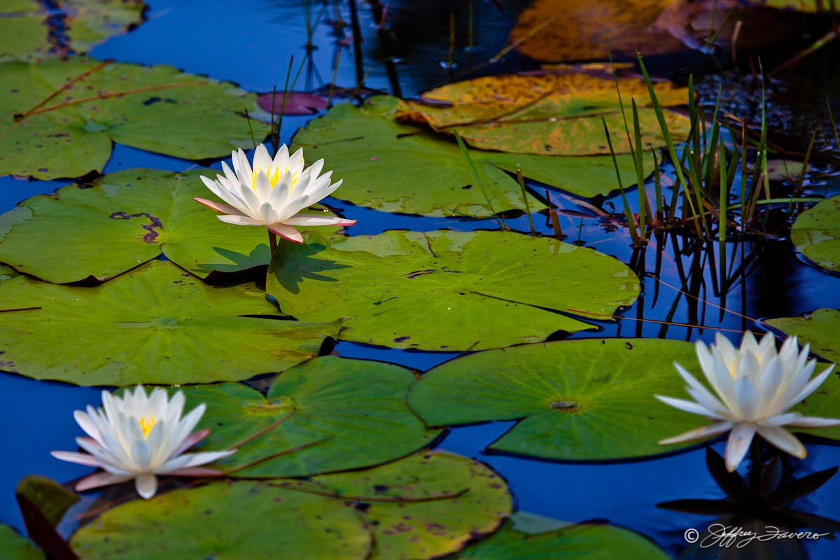 Lily Pad Blossoms Jeffrey Favero Fine Art Photography