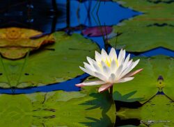 Lily Pad Blossom