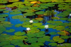 Lily Pads