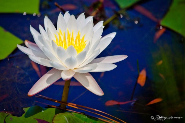 Lily Pad Blossom Perfection