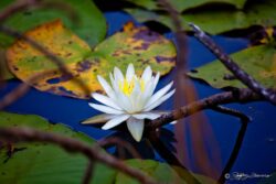 Blossom Amidst Lily Pads