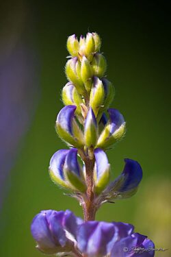 Lupine