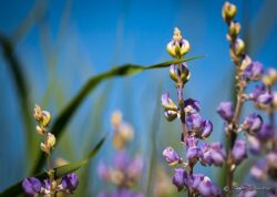 Blue Sky Purple Lupine