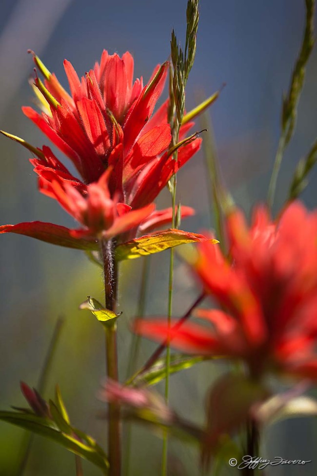 Indian Paintbrush And Grass