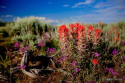 Indian Paintbrush And Sage