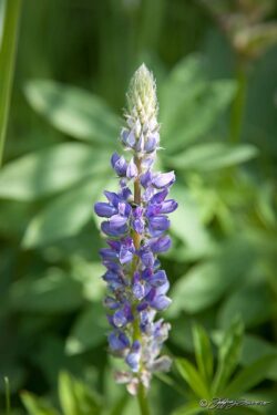 Purple Lupine Over Green