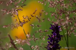 Gold And Purple Over Yellow