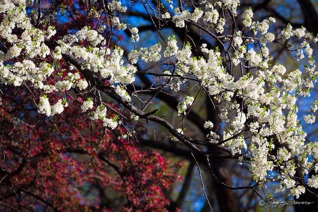 Blossoming Spring Trees