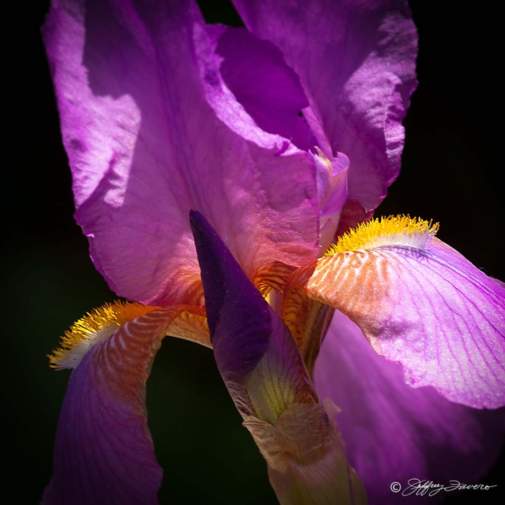 Purple Iris