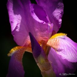 Purple Iris