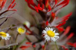 Red, White And Yellow