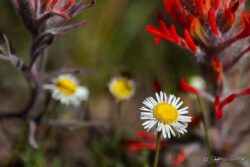 Yellow And White Amidst Indian Paintbrush