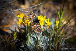 Butterfly On Yellow